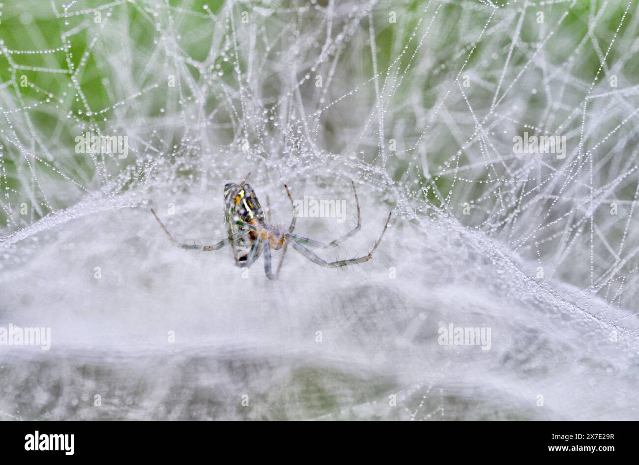 Basilica Orbweaver Spinnen (Mecynogea lemniscata) in ihrem Kuppelnetz bedeckt von Morgentau, Brazos Bend State Park, Texas, USA. Stockfoto