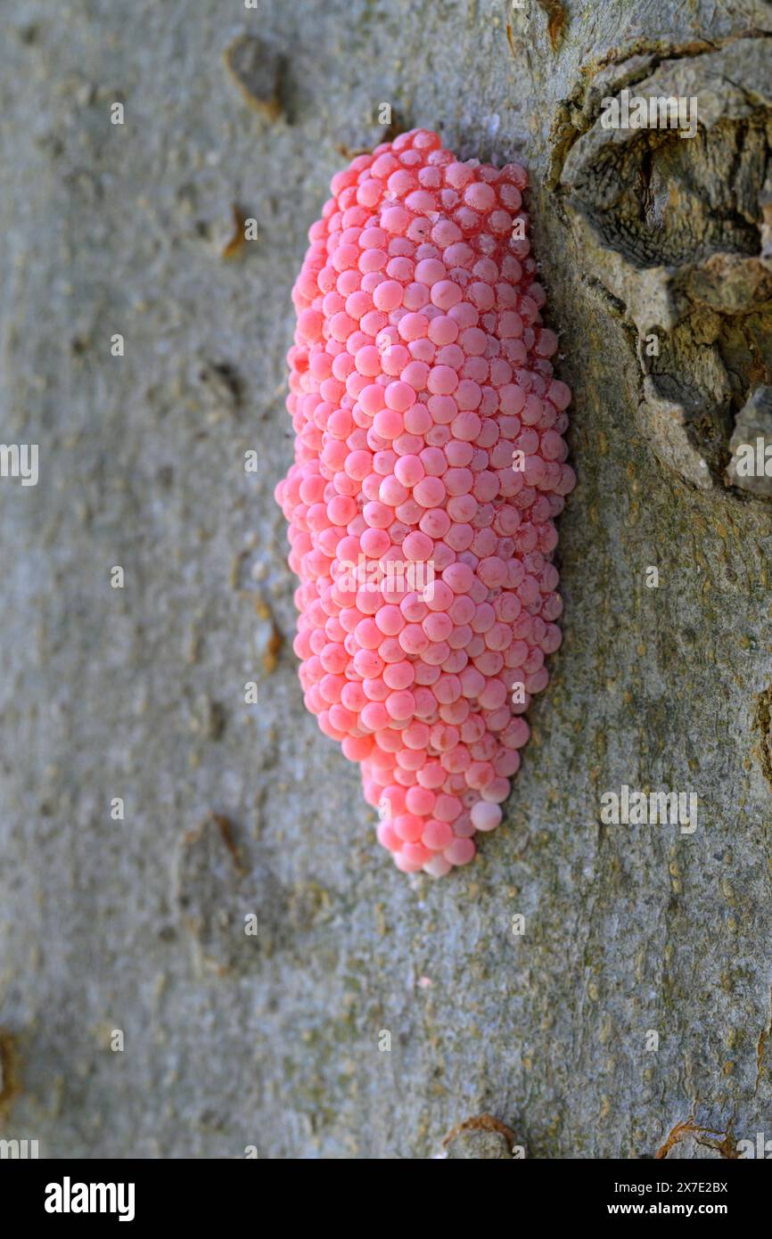 Eierkupplung der invasiven Apfelschnecke (Pomacea maculata) auf Baumrinde, Brazos Bend State Park, Texas, USA. Stockfoto