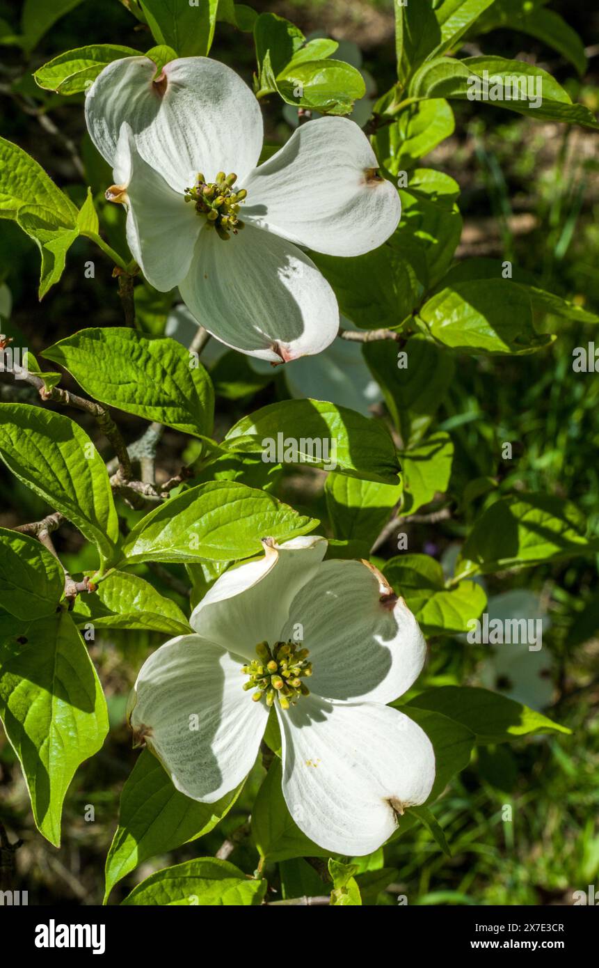 Zwei Flieder blühen im Frühling im Park in Boston, MA Stockfoto