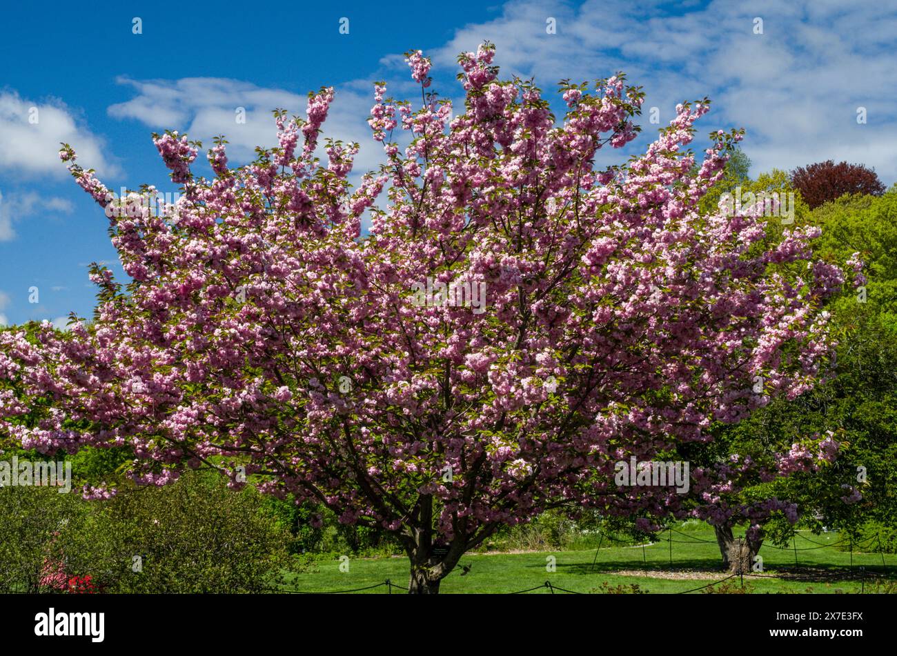 Ein Flieder-Baum in Blüte im Arnold Arboretuem Stockfoto