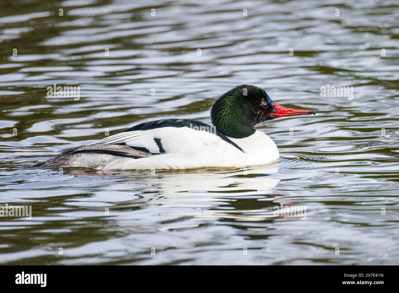 Gemeinsame merganser Vogel bei Vancouver BC Kanada Stockfoto