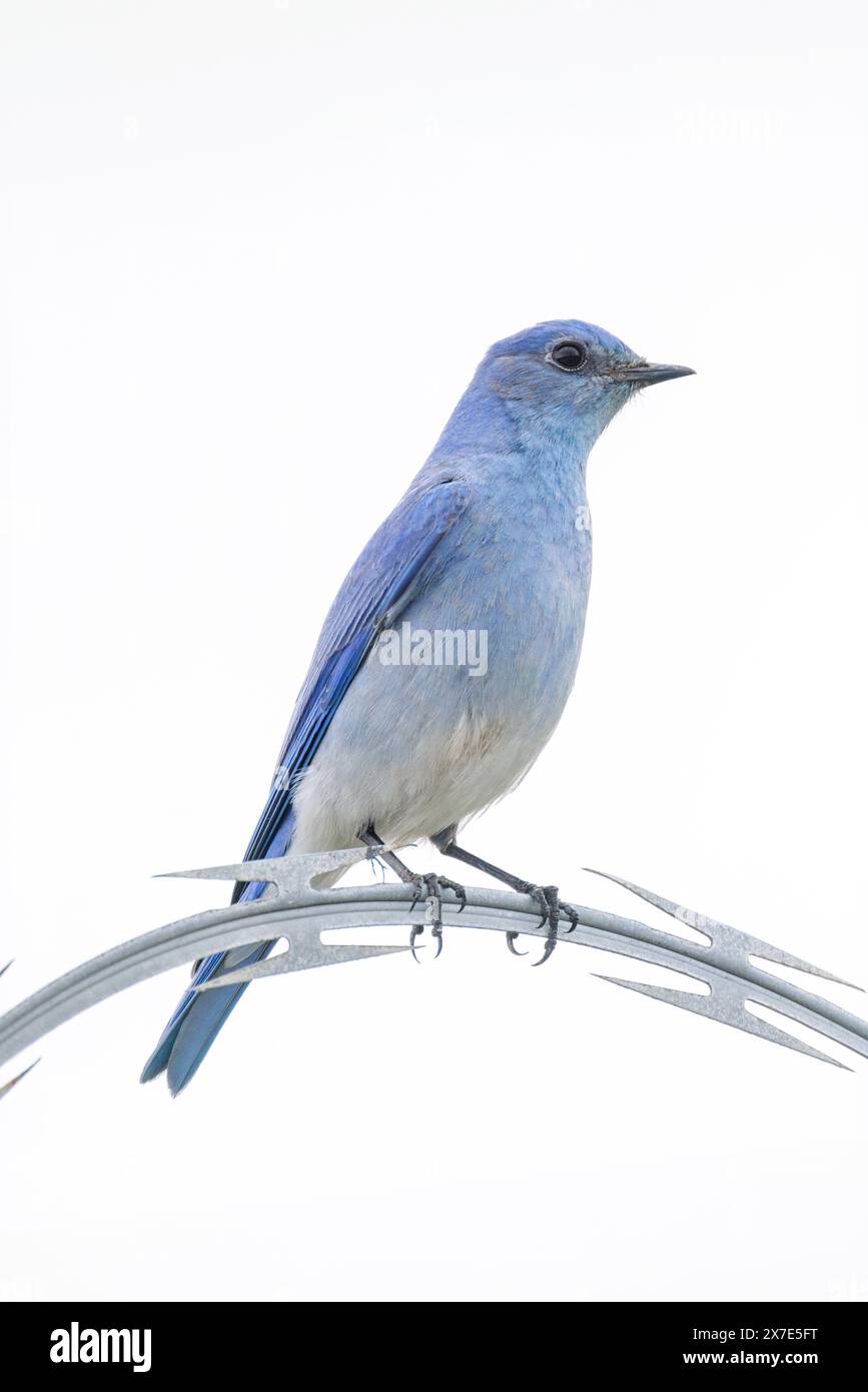 Mountain Bluebird Vogel in Vancouver BC Canada Stockfoto