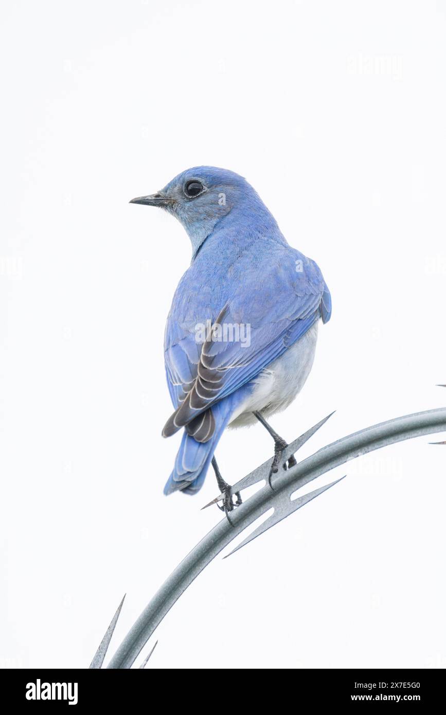 Mountain Bluebird Vogel in Vancouver BC Canada Stockfoto