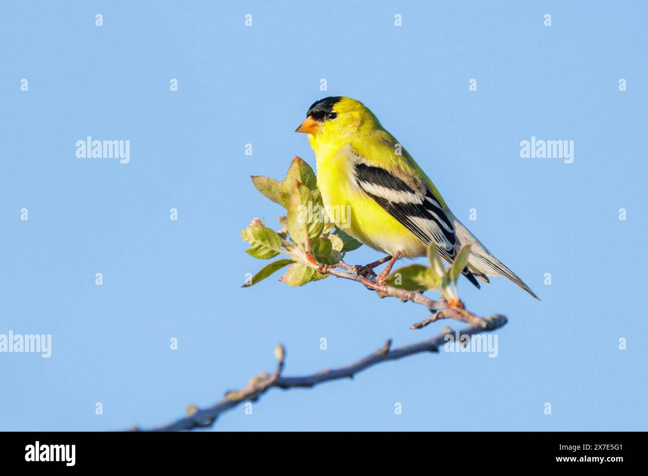 American Goldfinch Vogel in Vancouver BC Kanada Stockfoto