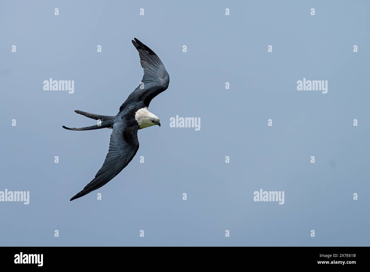 Der Wwallow-tail-Drachen Elanoides forficatus gleitet im blauen Himmel Stockfoto