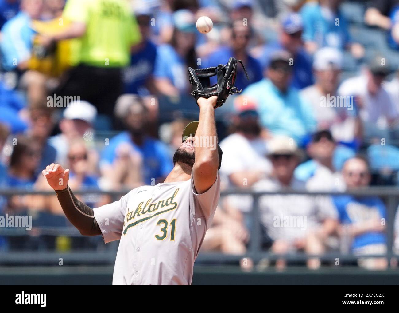 Kansas City, Missouri, USA. 19. MAI 2024: Abraham Toro (31), die zweite Basis von Oakland Athletics, meldet den Start auf einem Infield-Flug im Kauffman Stadium Kansas City, Missouri. Jon Robichaud/CSM. Quelle: Cal Sport Media/Alamy Live News Stockfoto