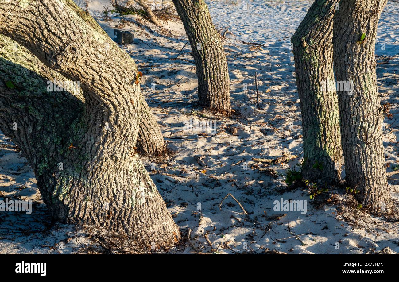 Auf Cedar Island, North Carolina, wurden lebende Eichen vom Wind gefegt. Stockfoto