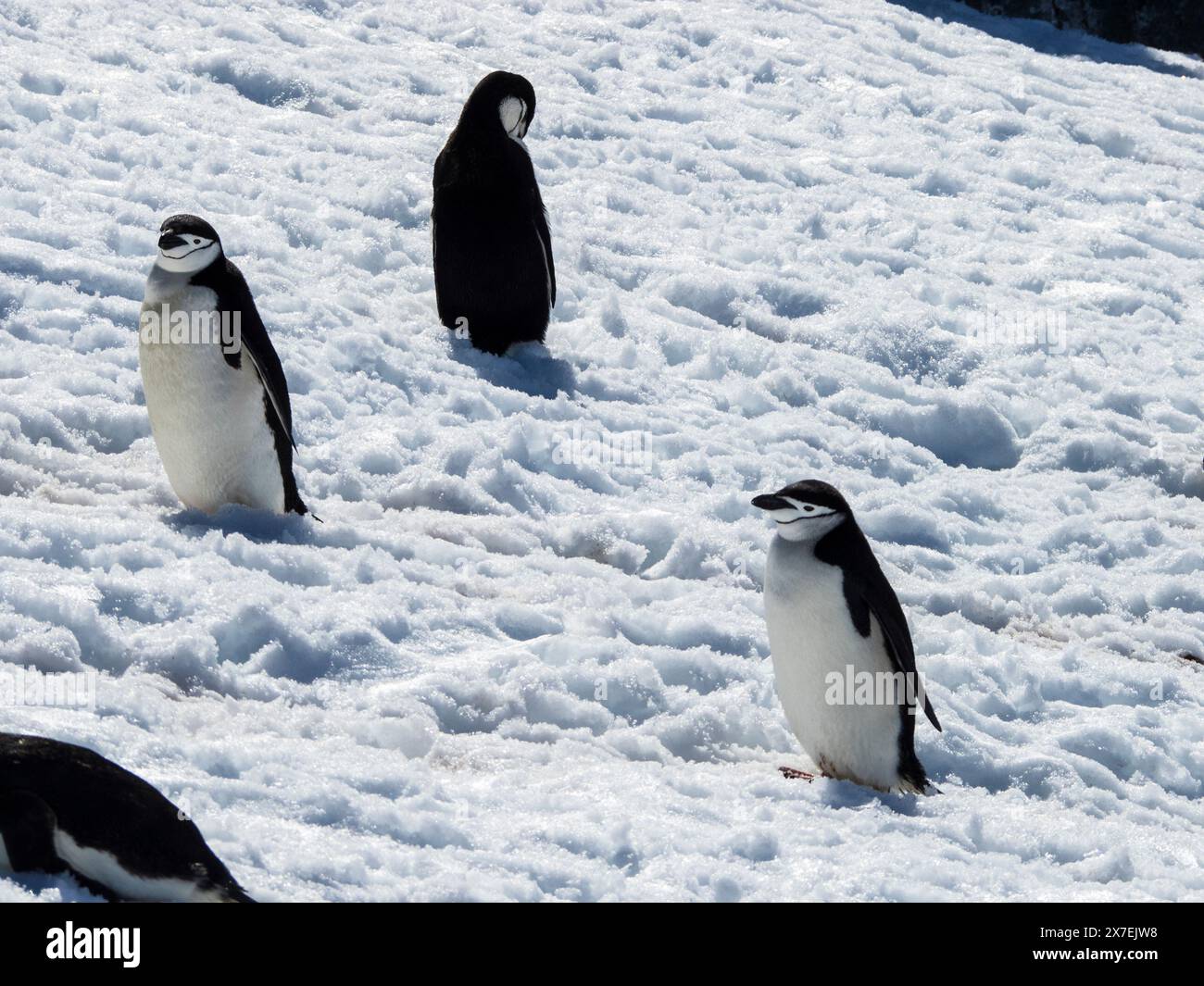 Gruppe von Chinstrap-Pinguinen (Pygoscelis antarktis) auf Eis am Palaver Point, Two Hummock Island, Antarktis Stockfoto