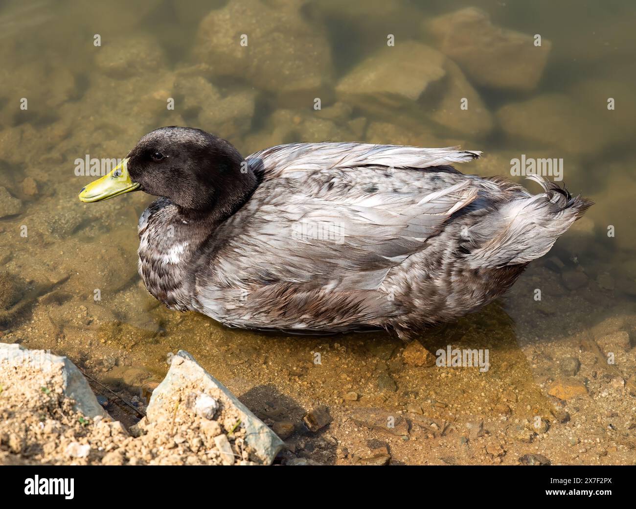 Amerikanische schwarze Ente schwimmt im Teich Stockfoto