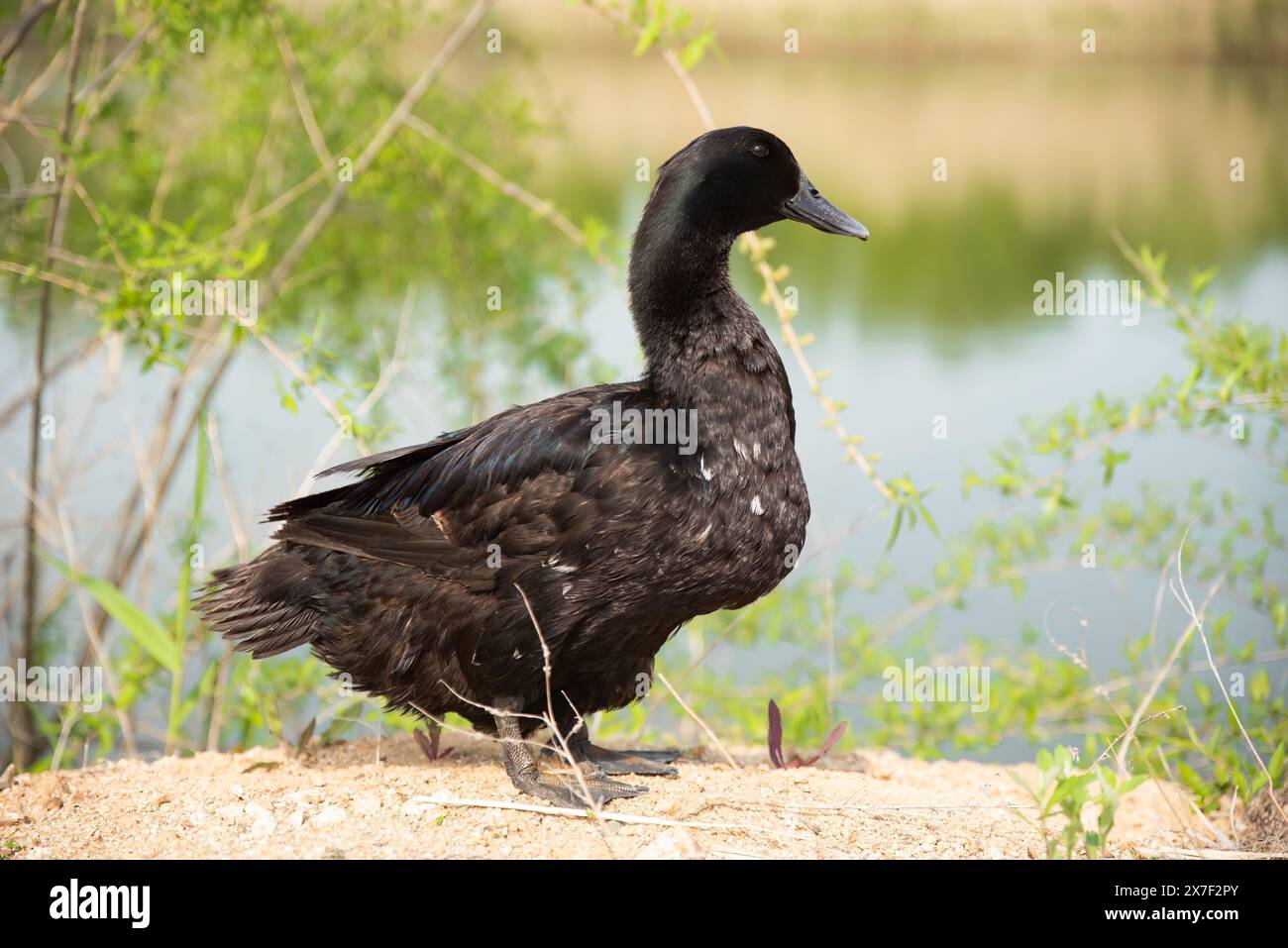 Die Pommersche oder Pommersche Ente, auch bekannt als Shetland-Ente und Schwedische Blauente Stockfoto