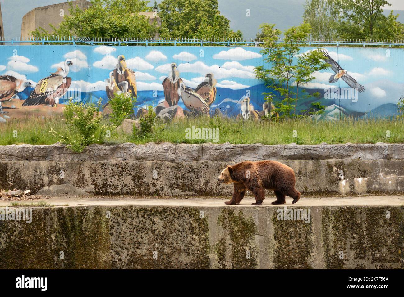 Eurasischer Braunbär Ursus arctos arctos in seinem Gehege mit Graffiti im Zoo von Sofia, Sofia Bulgarien, Osteuropa, Balkan, EU Stockfoto