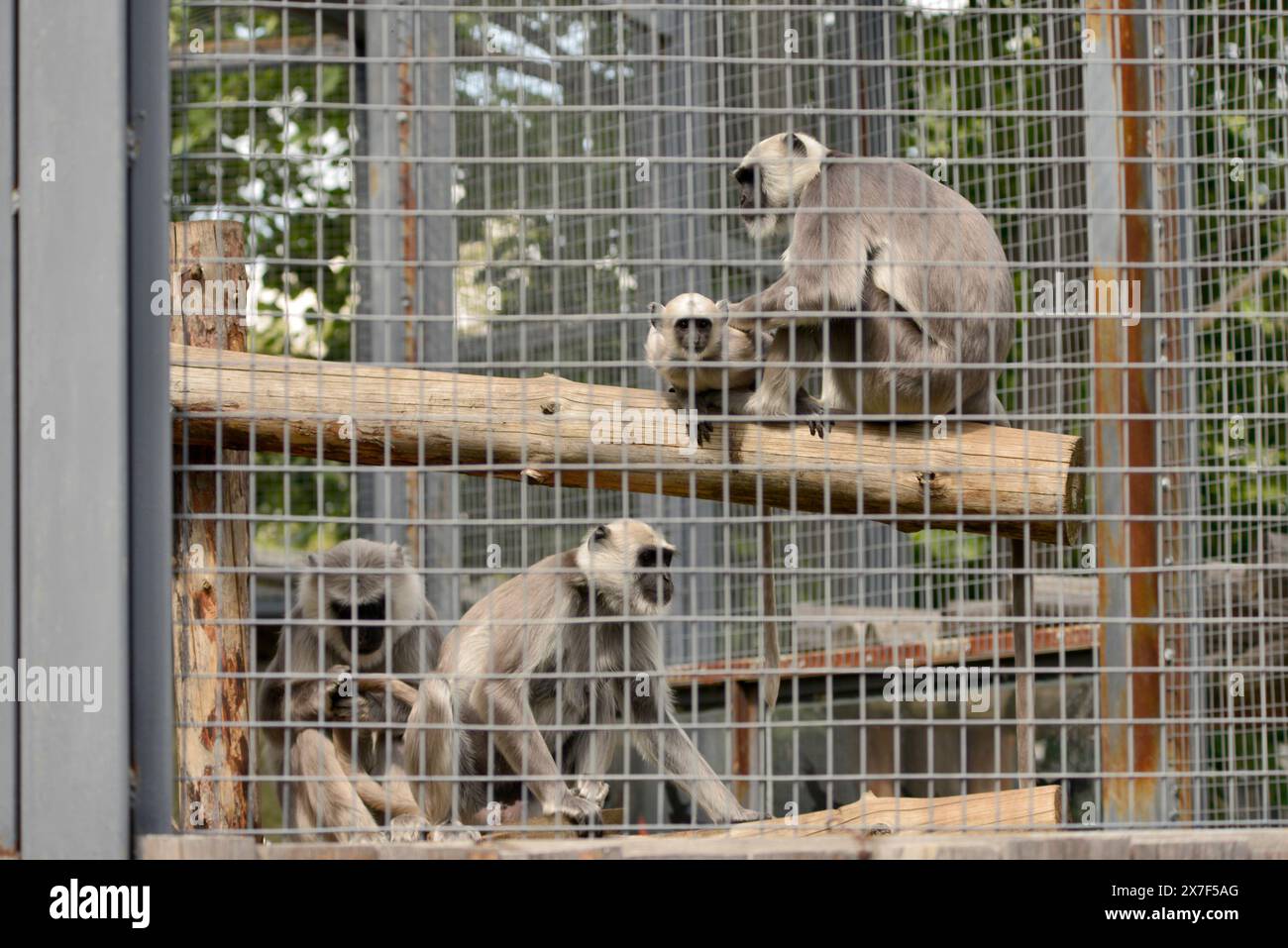 Affen Familie der nördlichen Ebenen graue Sprache Semnopithecus entellus oder Hanuman Langur hinter Gitterkäfigen im Zoo von Sofia, Sofia Bulgarien, Europa, EU Stockfoto