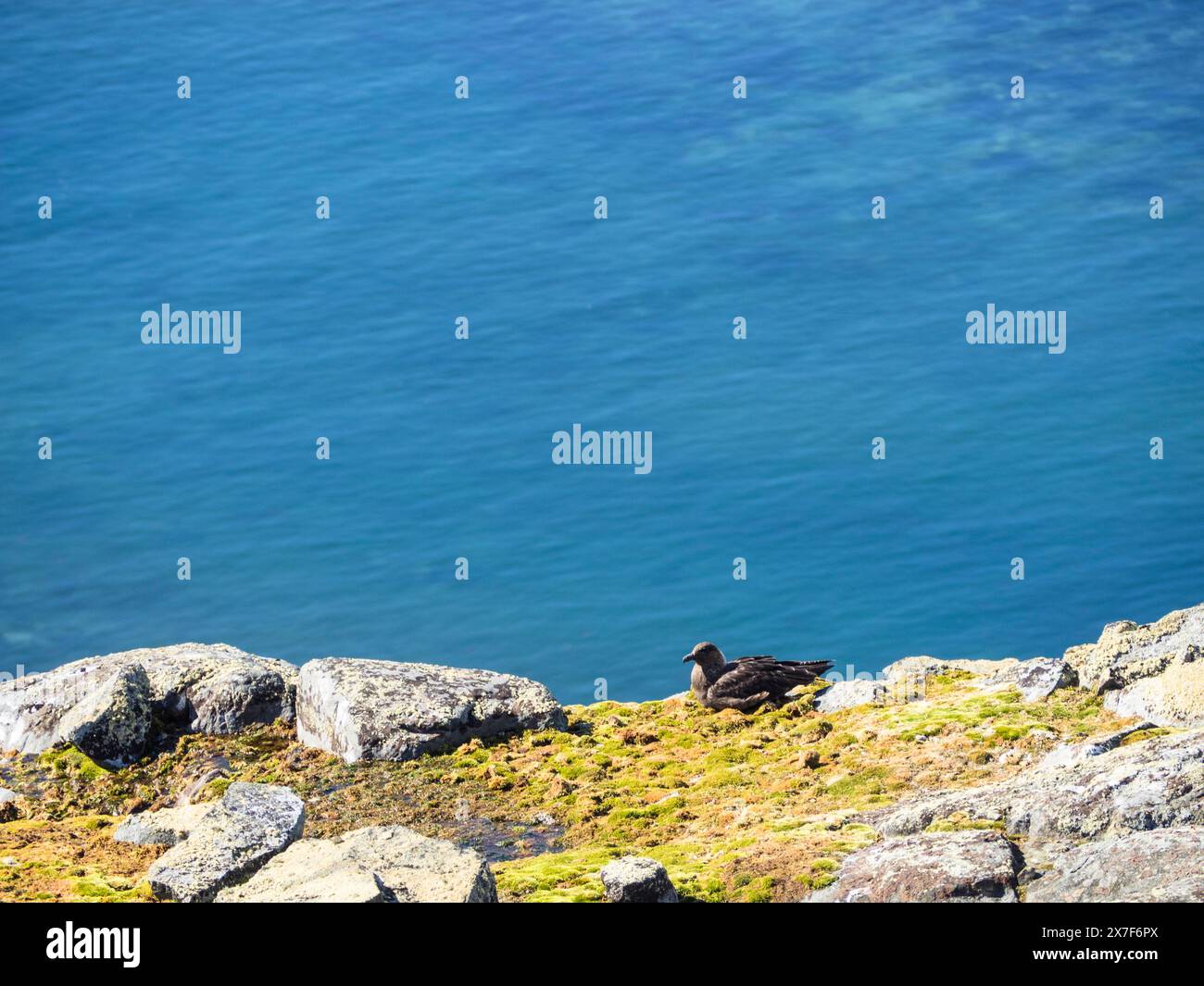 Südpolar Skua (Catharacta maccormicki) auf einem Felsvorsprung über dem Meer, Palaver Point, Two Hummock Island Stockfoto