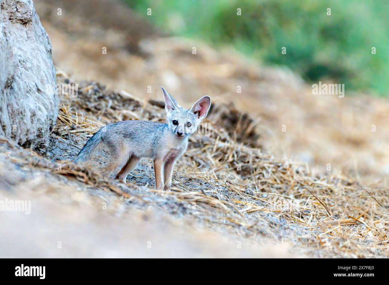 Der Bengalfuchs, auch als Indischer Fuchs bekannt, ist ein Fuchs, der auf dem indischen Subkontinent aus den Ausläufern des Himalaya und dem Terai pakistans endemisch ist Stockfoto