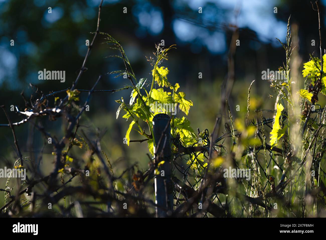 Weinblätter in der Abendbeleuchtung auf dem Zaun, aufgenommen in Süddeutschland. Stockfoto