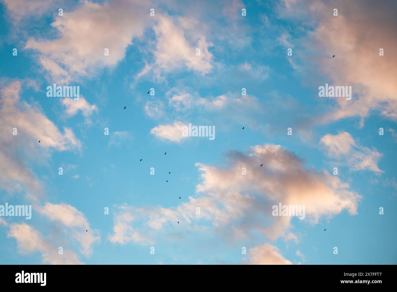 Vogelschar fliegt über den wunderschönen Sonnenuntergangshimmel, kleine Gruppe von Tauben in Silhouette, Thema Tierwanderung, Blick aus dem niedrigen Winkel Stockfoto