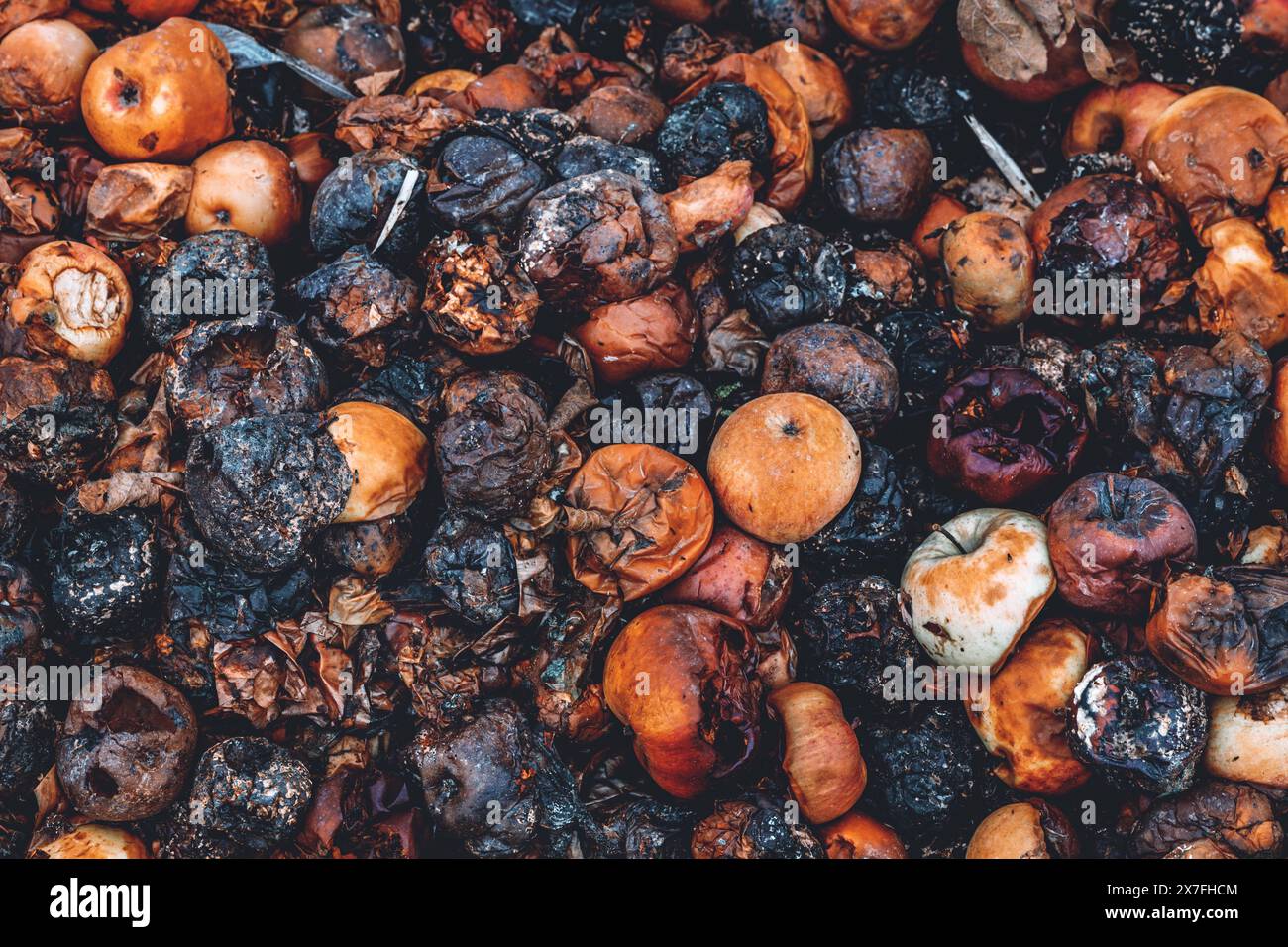 Haufen verfaulter, überreifer, schlechter Äpfel auf dem Obstgarten, Blick von oben Stockfoto