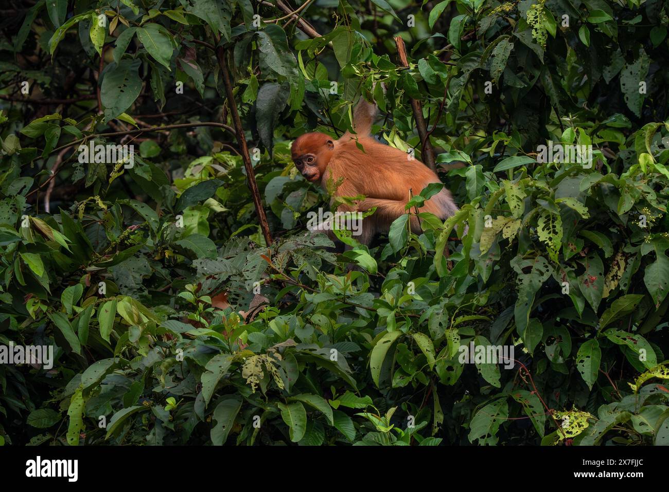 Proboscis Affe - Nasalis larvatus, wunderschöner einzigartiger Primat mit großer Nase, endemisch in den Mangrovenwäldern der südostasiatischen Insel Borneo. Stockfoto