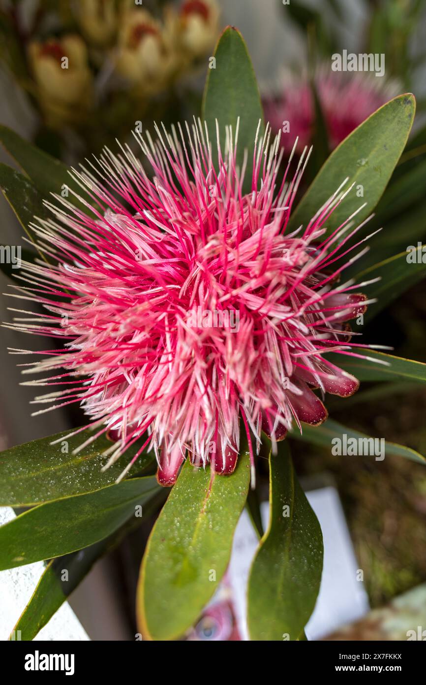 Pflege des Strauches Hakea laurina oder Pin-Cushion hakea Stockfoto