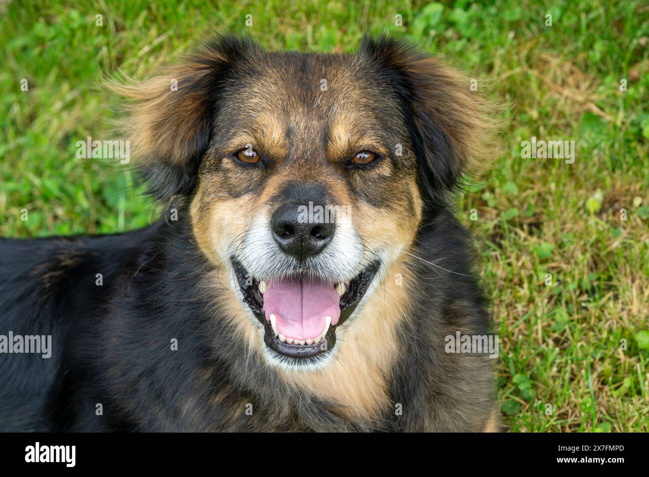 Porträt eines glücklichen Hundes, der in die Kamera schaut Stockfoto