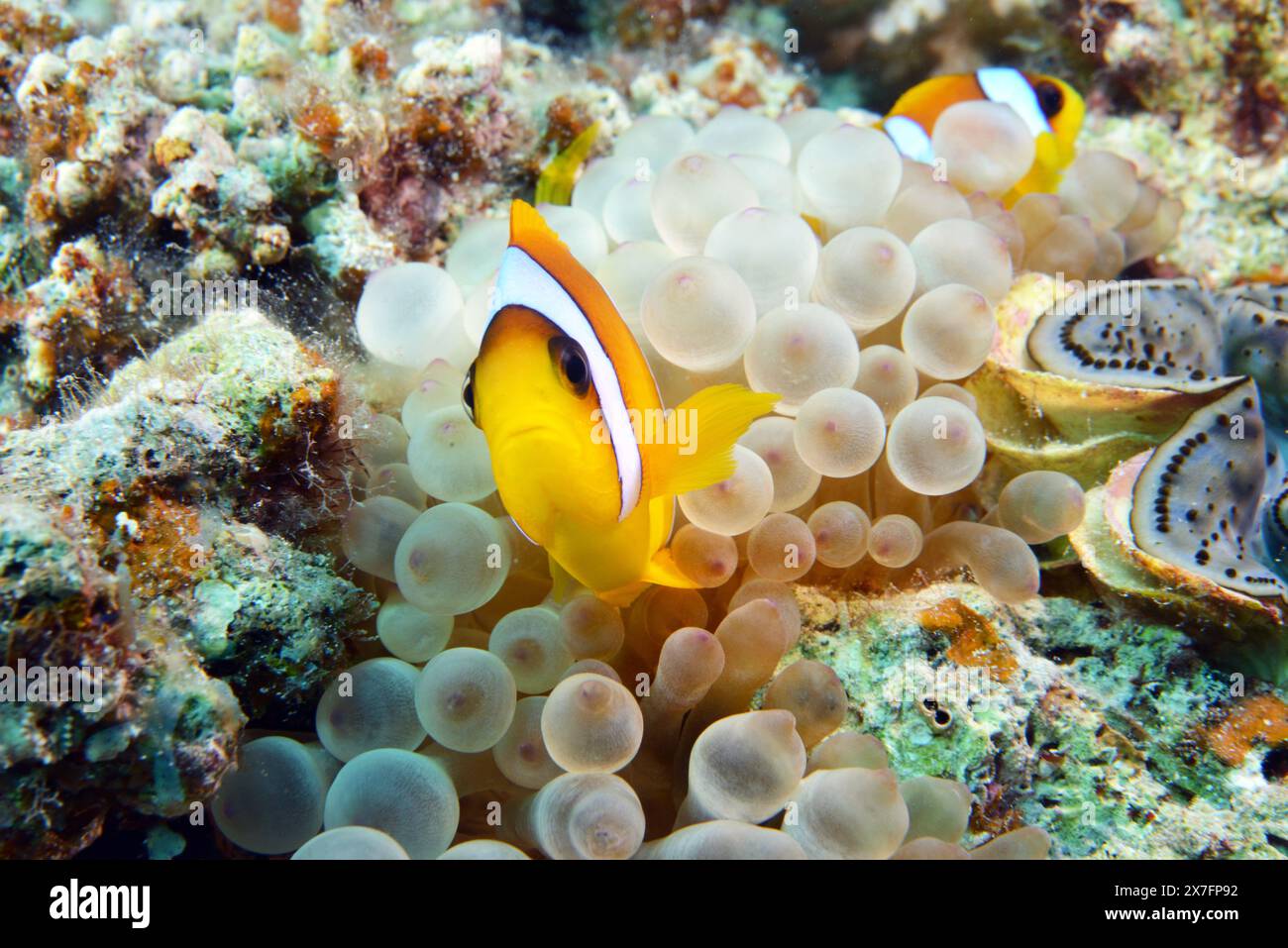 Rote Seeanemonenfische Stockfoto