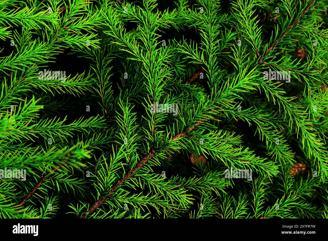 Hellgrüner floraler Hintergrund der Tannenzweige in Nahaufnahme. Stockfoto