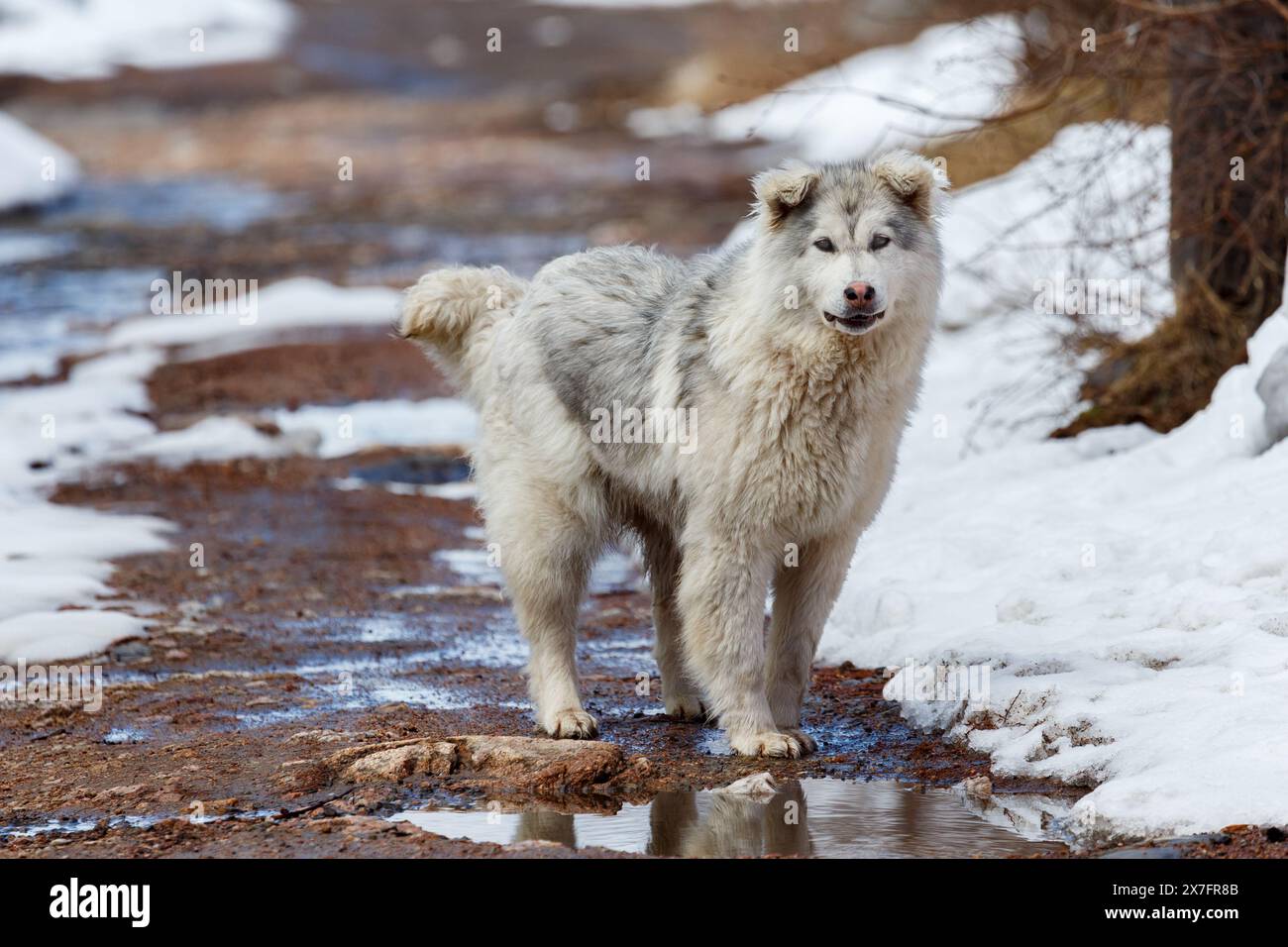 Großer weißer, zotteliger Hund auf einem Frühlingsweg, Nahaufnahme Stockfoto
