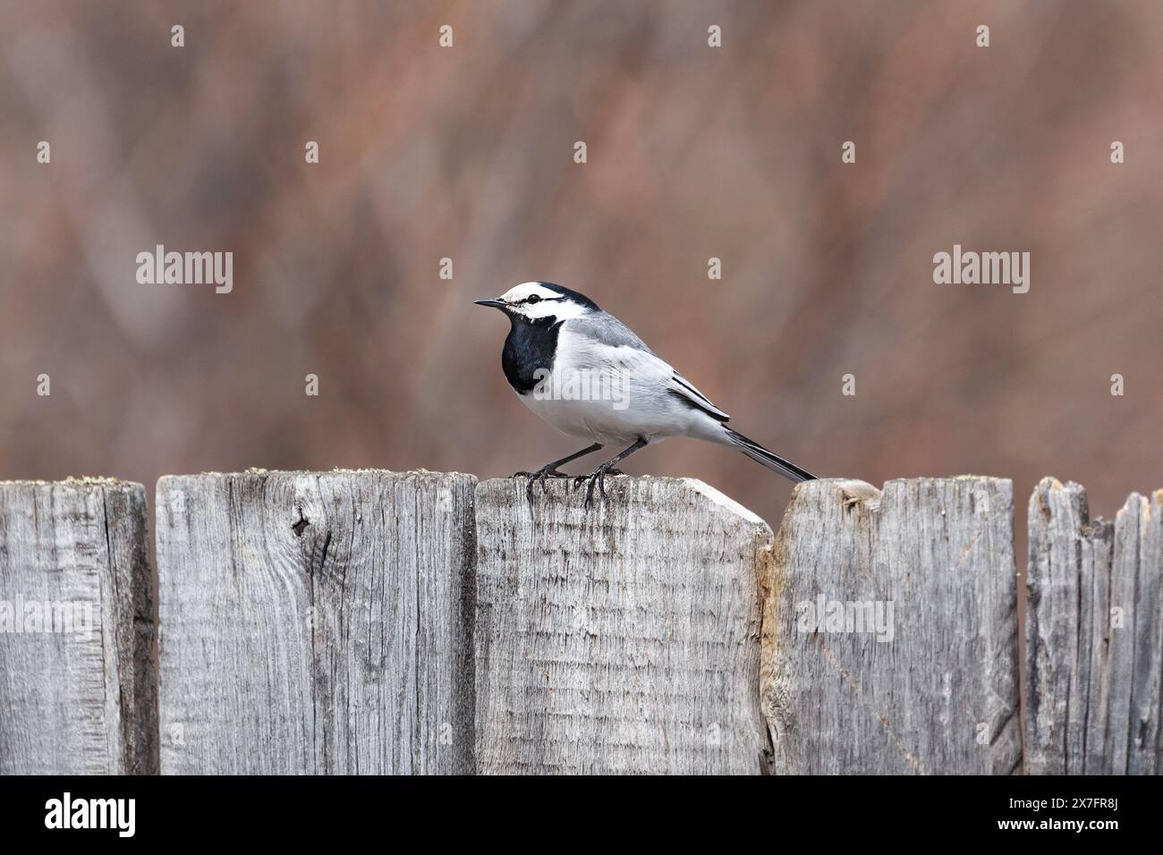 Ein grauer Bachstelz sitzt auf einem hölzernen Zaun aus alten Brettern, Nahaufnahme Stockfoto