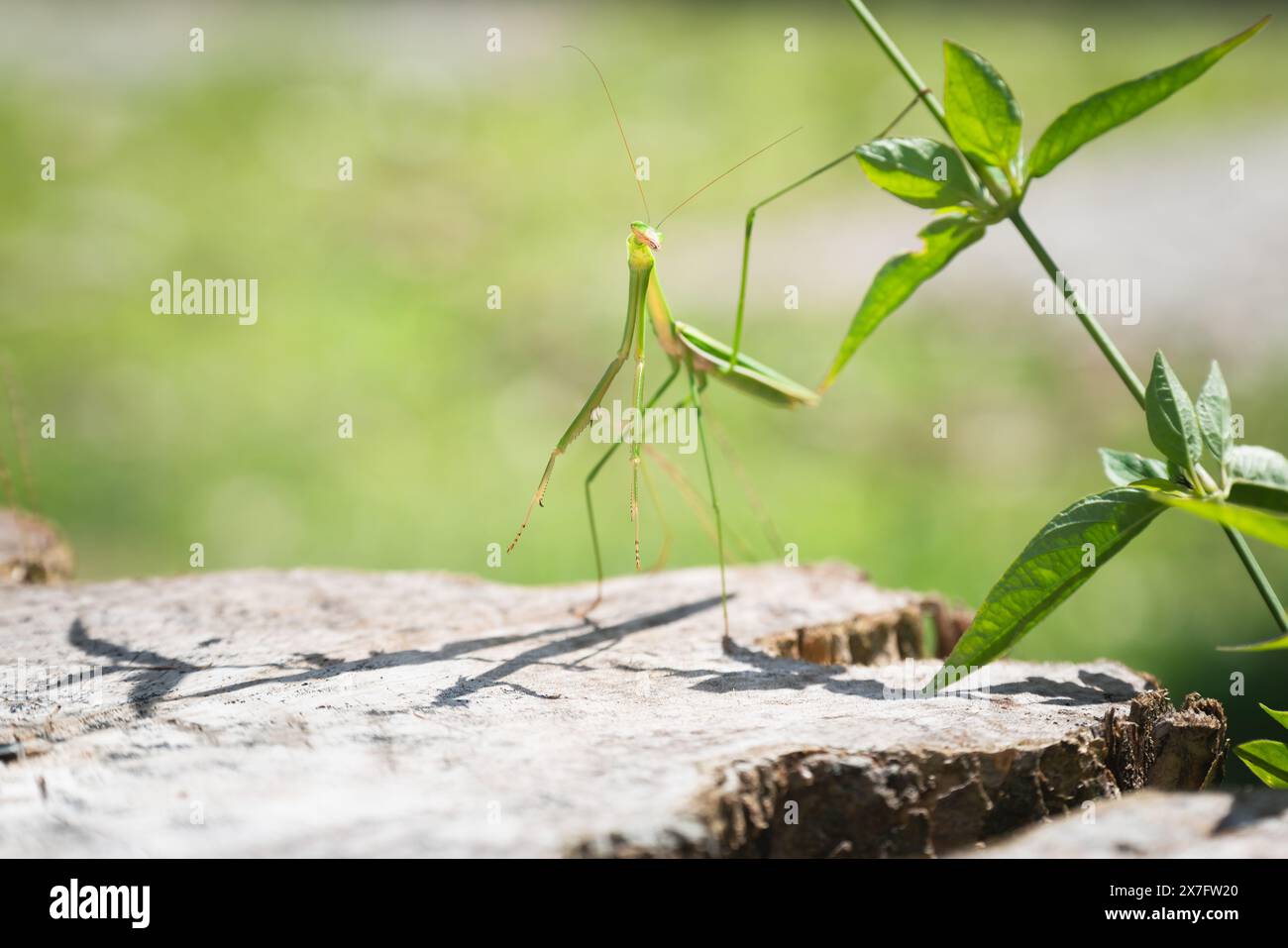 Das sonnendurchflutete grüne Mantis-Insekt steht wie posieren, Borneo, Malaysia Stockfoto