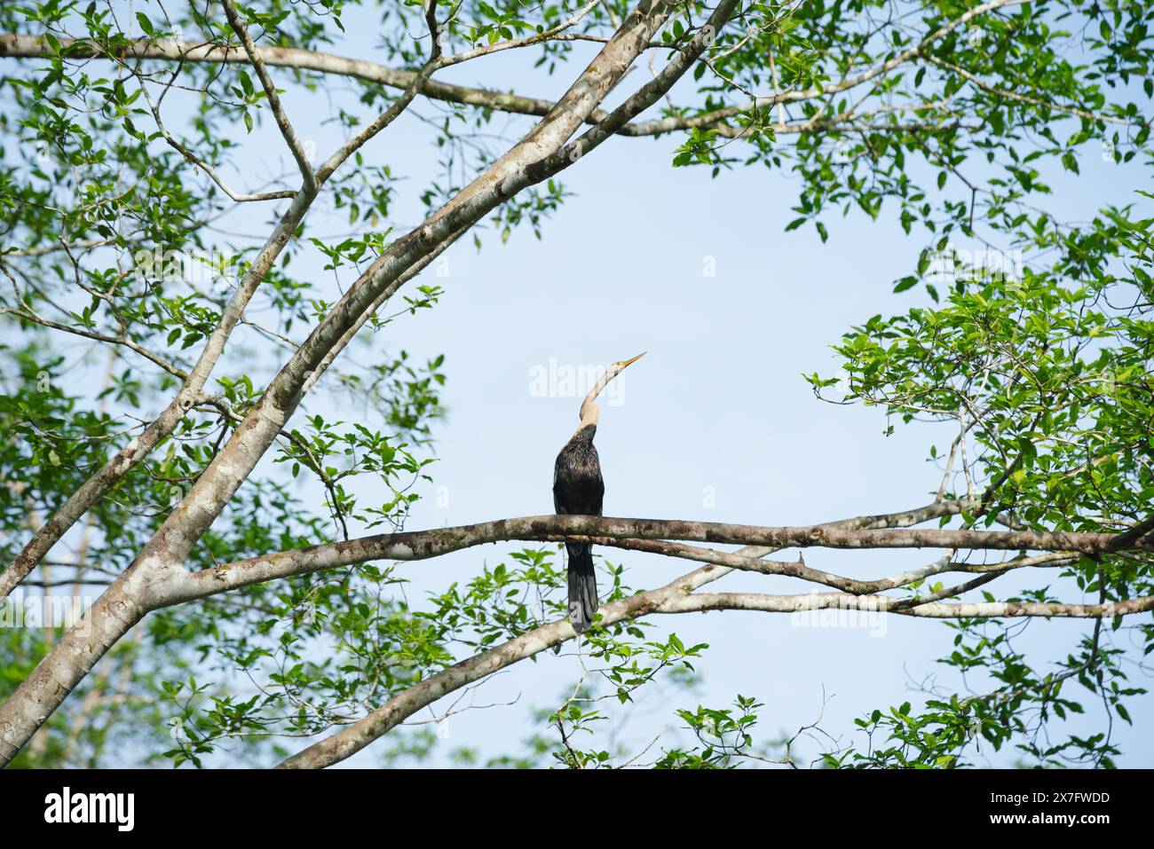 Orientalischer Darter oder Schlangenvogel, Anhinga melanogaster, sitzend in einem sonnendurchfluteten Baum in Sukau, Sabah, Borneo, Malaysia Stockfoto