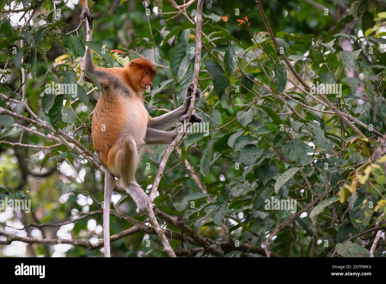 Weibliches Proboscis-Äffchen oder Langnasen-Affen, Nasalis larvatus, sitzend auf einem Baum in Sukau, Sabah, Borneo, Malaysia Stockfoto
