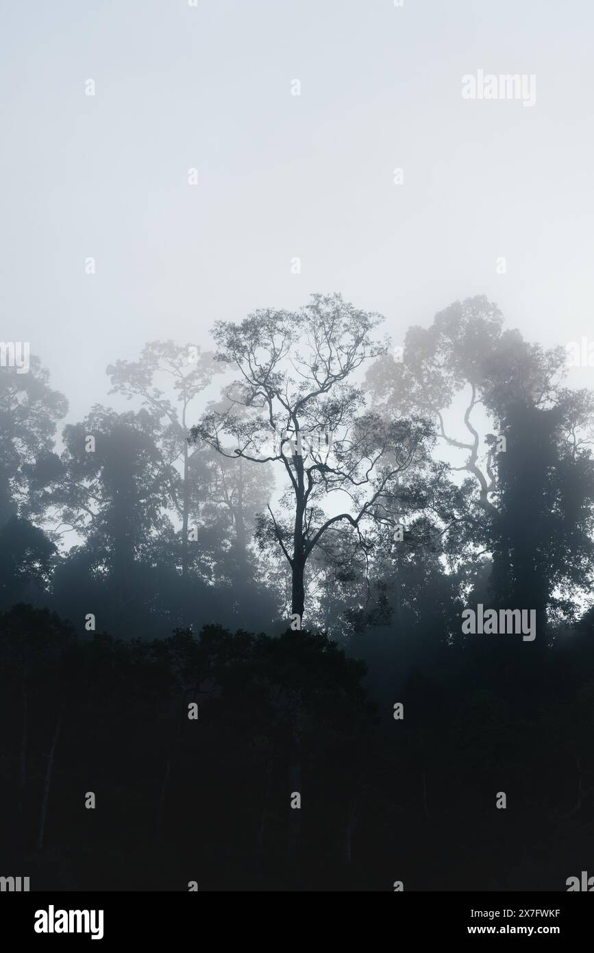 Silhouetten mystischer Regenwälder an einem nebeligen frühen Morgen in Sukau, Sabah, Borneo, Malaysia Stockfoto