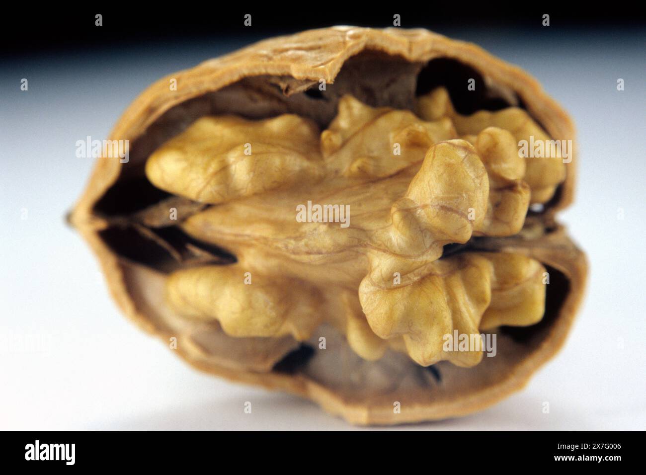 Walnuss Stockfoto