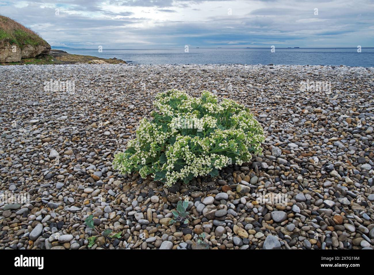 Crambe maritima (Meerkohl) eine halophytische (salztolerante) blühende Pflanze, die hauptsächlich auf Küstenschindeln vorkommt. Sie kommt in Europa bis zum Kaukasus vor. Stockfoto