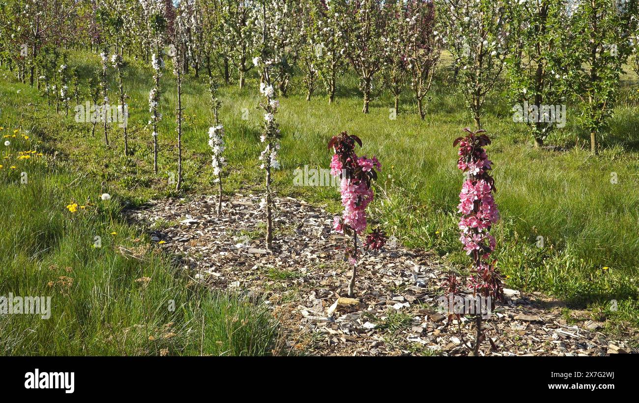 Säulenapfelbäume probieren, junge Setzlinge in voller Blüte, die in Reihen in einer Gartenplantage wachsen – eine platzsparende Sorte, die für ihre Narr bekannt ist Stockfoto