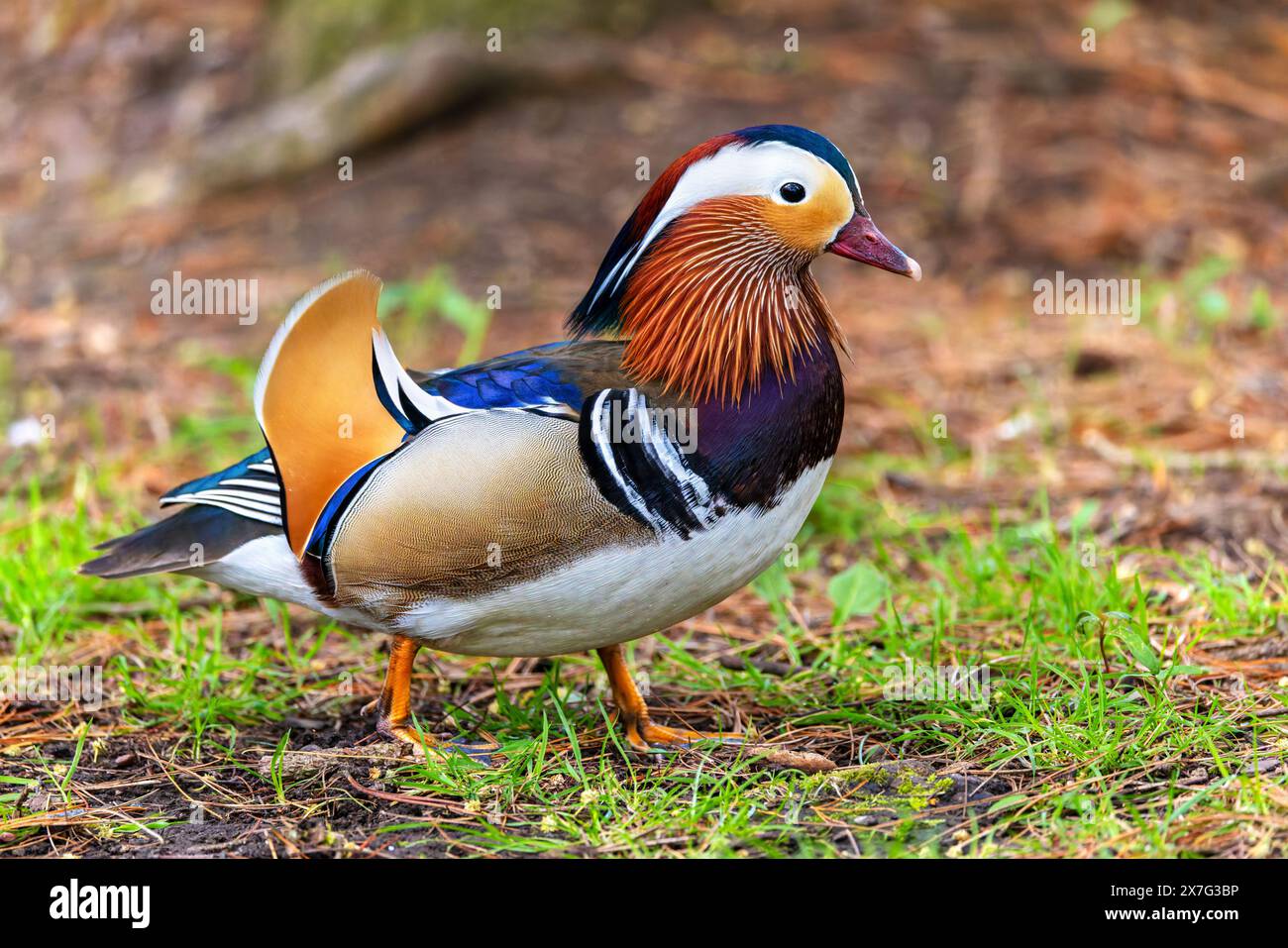 Mandarinente „Aix galericulata“ steht auf dem Boden im Park, Ganzkörper- und Fußprofil von drake. National Botanic Gardens, Dublin, Irland Stockfoto