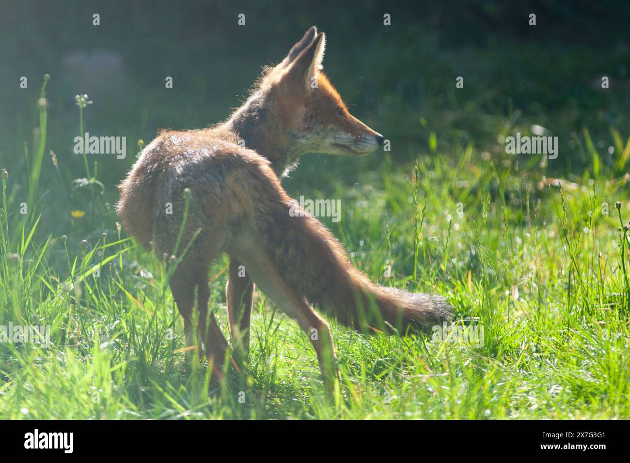 UK Weather, Eine Familie von Füchsen, die in einem Garten in Clapham im Süden Londons lebt, genießt das warme, trockene Wetter, obwohl es bald unruhige Wetterbedingungen gibt. Es sind fünf Jungen im Wurf und beide Eltern verbringen viel Zeit damit, sie zu pflegen. Quelle: Anna Watson/Alamy Live News Stockfoto