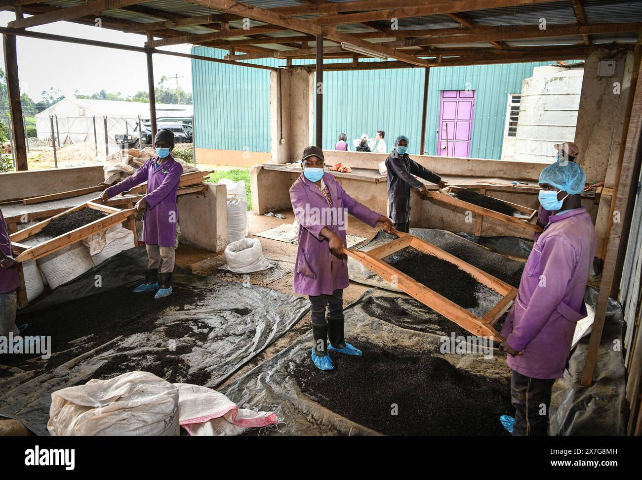 Kenia, Kenia. Mai 2024. Arbeiter verarbeiten violette Teeblätter in einer Werkstatt für violetten Tee im Muranga County, Kenia, am 6. Mai 2024. Kenianischer Purpurtee ist eine einzigartige Teebaumsorte mit violetten Blättern. In den äquatorialen Regionen der sanften Hügel Kenias wachsen violette Teebäume in einer Umgebung mit reichlich Sonnenschein und angemessenen Temperaturschwankungen zwischen Tag und Nacht. Quelle: Han Xu/Xinhua/Alamy Live News Stockfoto