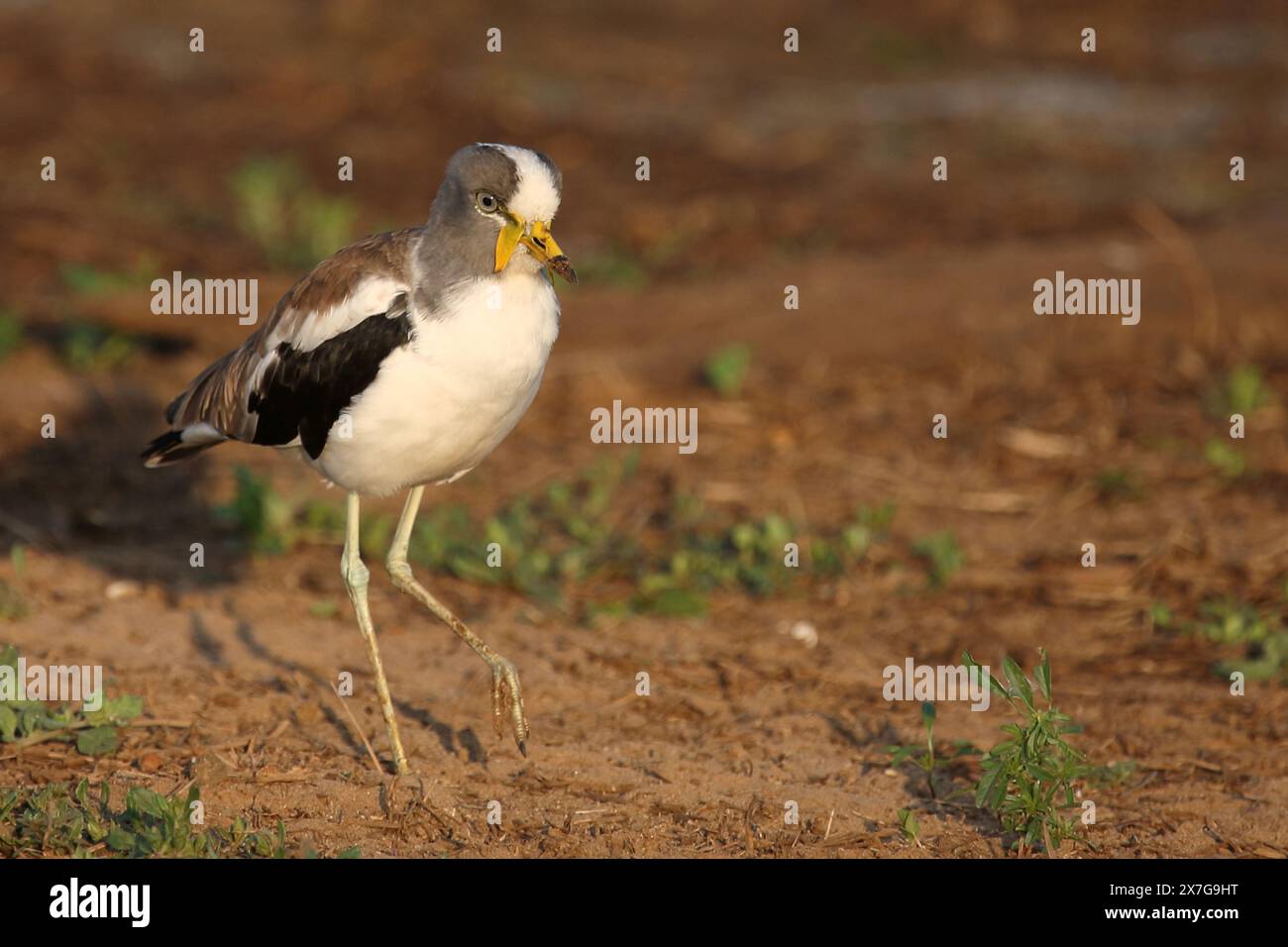 Weißscheitelkiebitz / Weißkronen-Kiebitz oder Weißkopfkiebitz / Vanellus albiceps Stockfoto