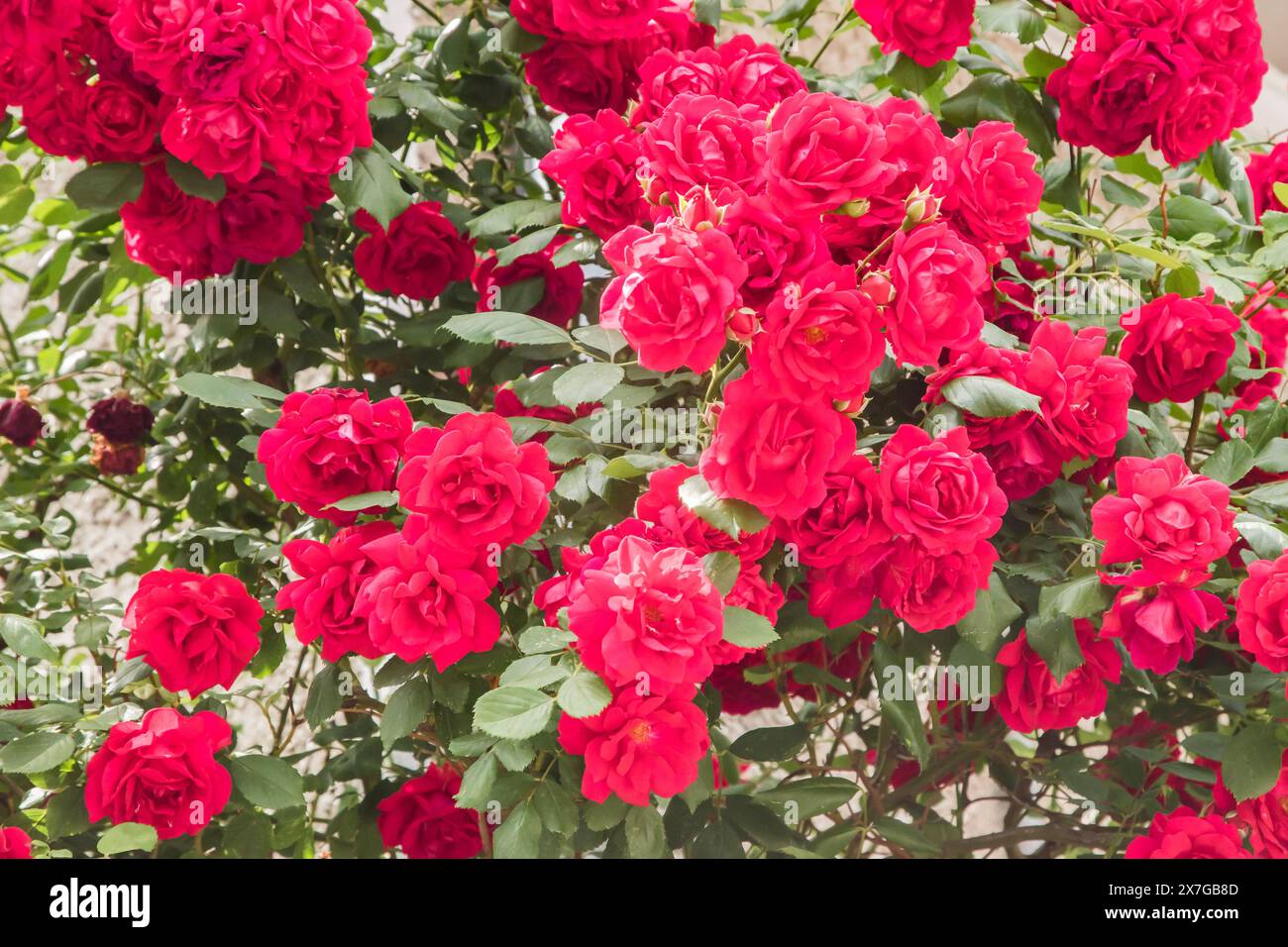 Multiflora Rose (Rosa Paul's Scarlet Climber) Nahaufnahme als floraler Hintergrund Stockfoto