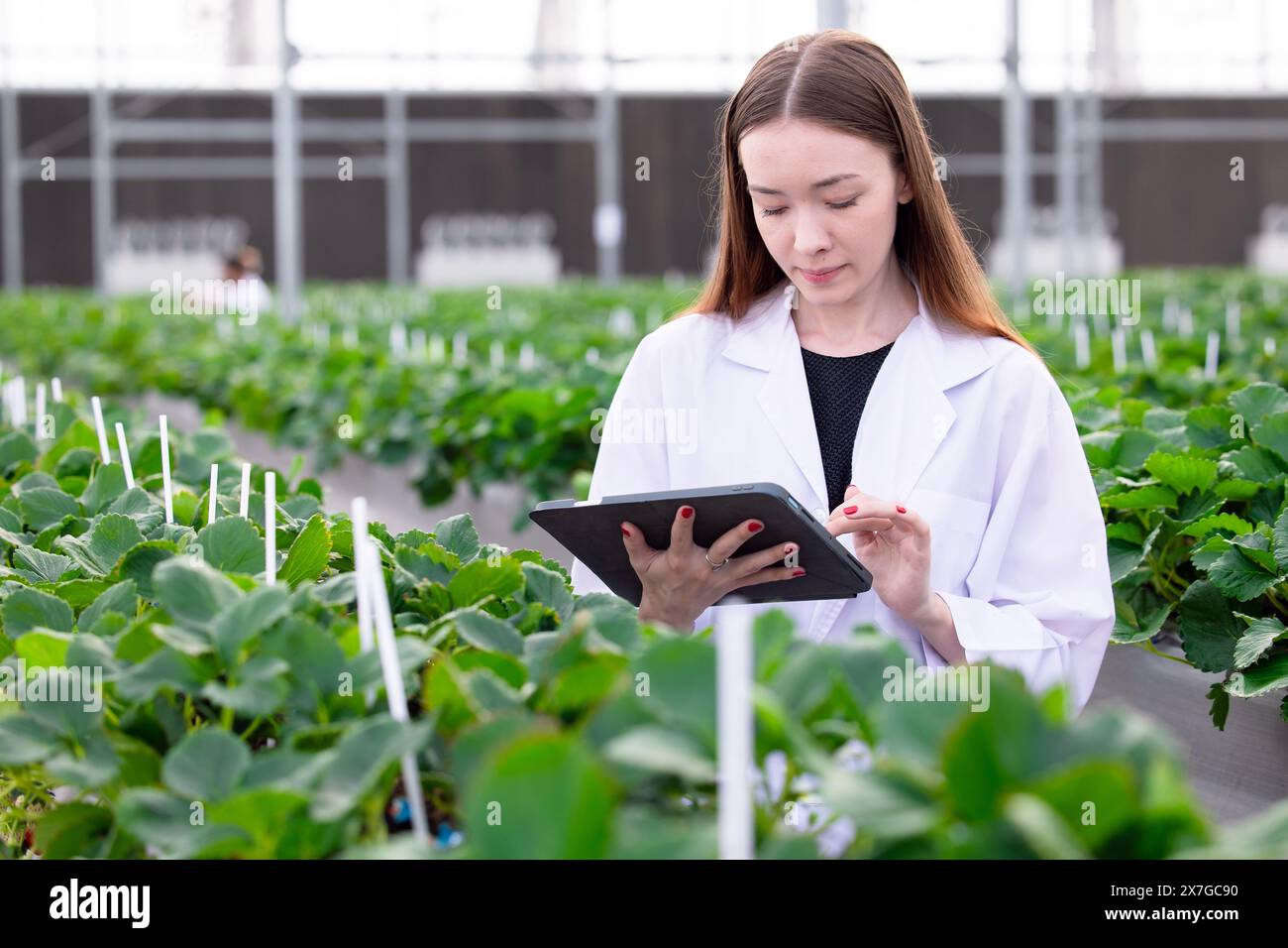 Wissenschaftler in der Bio-Erdbeerlandwirtschaft in Innenräumen Pflanzenarten für die medizinische Forschung. Naturwissenschaftliche Medizin. Stockfoto