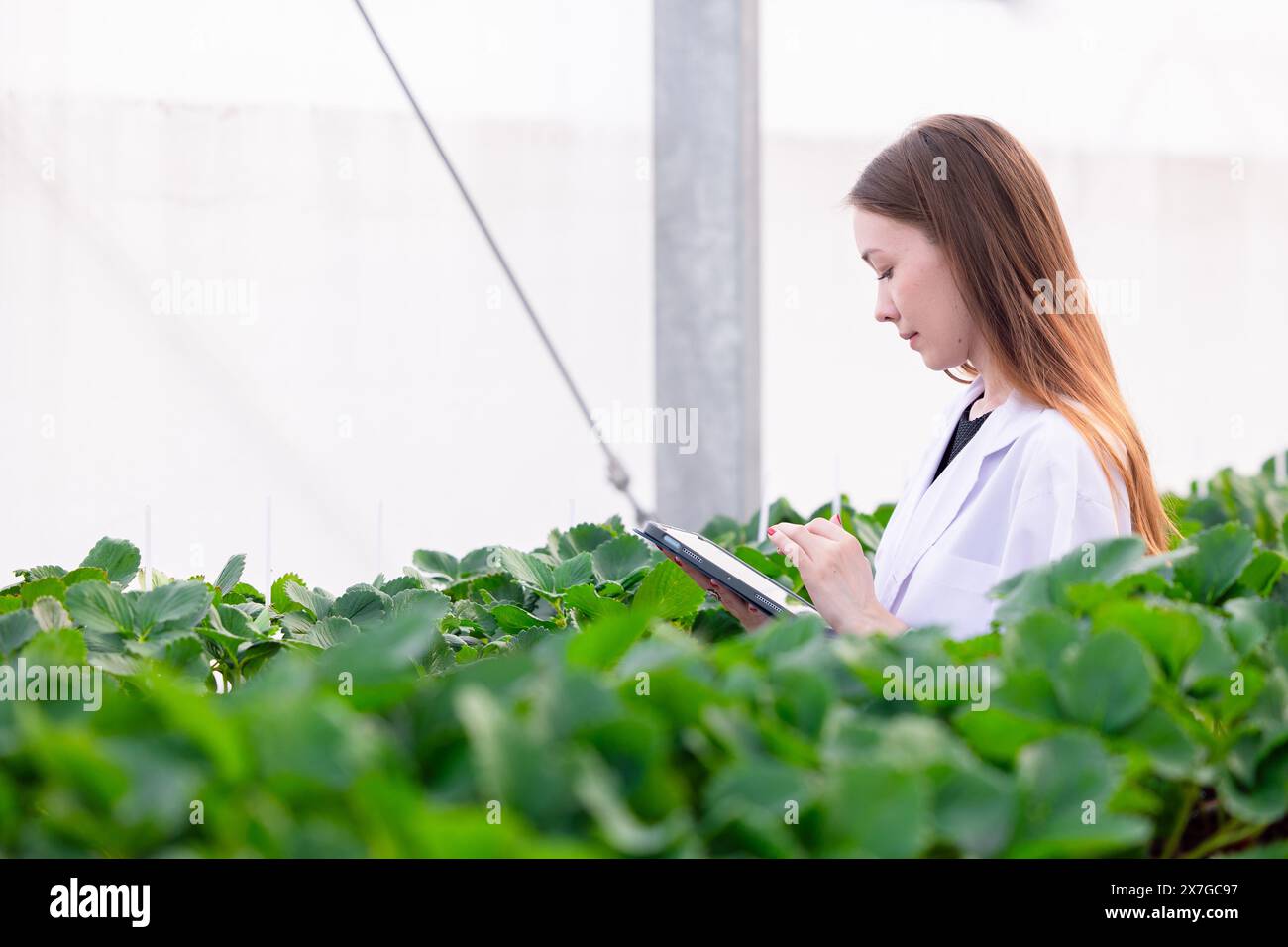 Wissenschaftler in der Bio-Erdbeerlandwirtschaft in Innenräumen Pflanzenarten für die medizinische Forschung. Naturwissenschaftliche Medizin. Stockfoto
