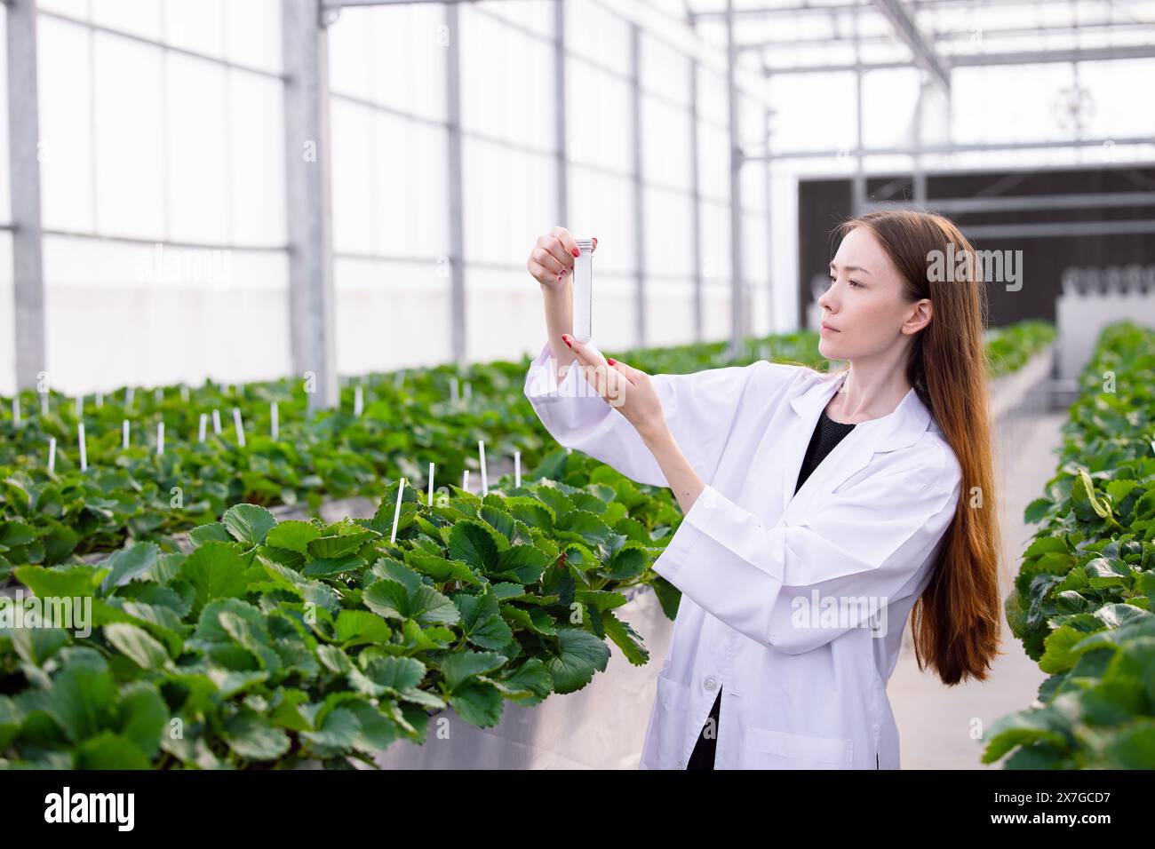 Wissenschaftler in der Bio-Erdbeerlandwirtschaft in Innenräumen Pflanzenarten für die medizinische Forschung. Naturwissenschaftliche Medizin. Stockfoto