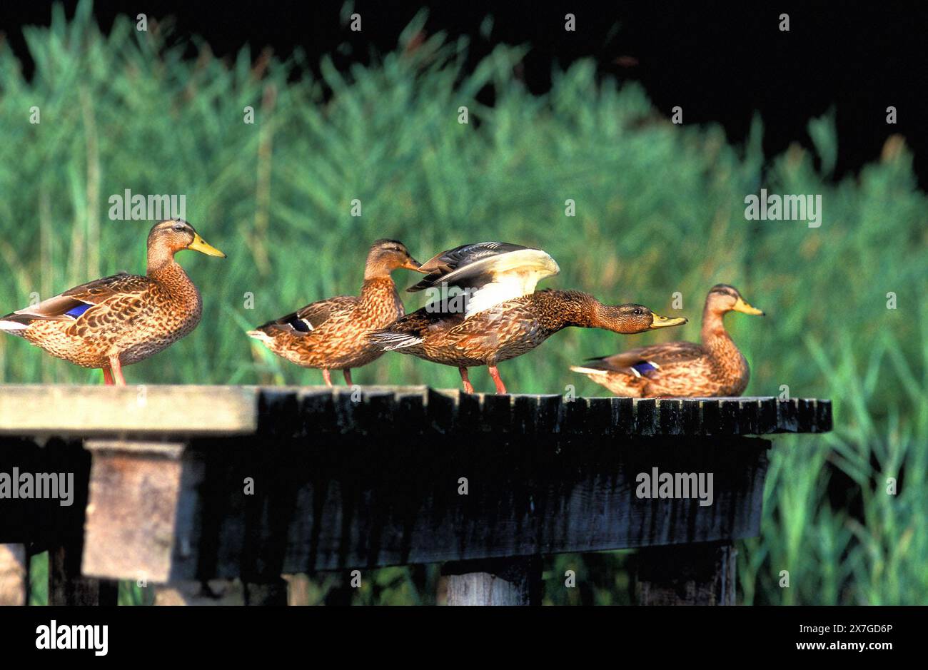 Wilde Mallard Ducks auf Holzsteg Stockfoto
