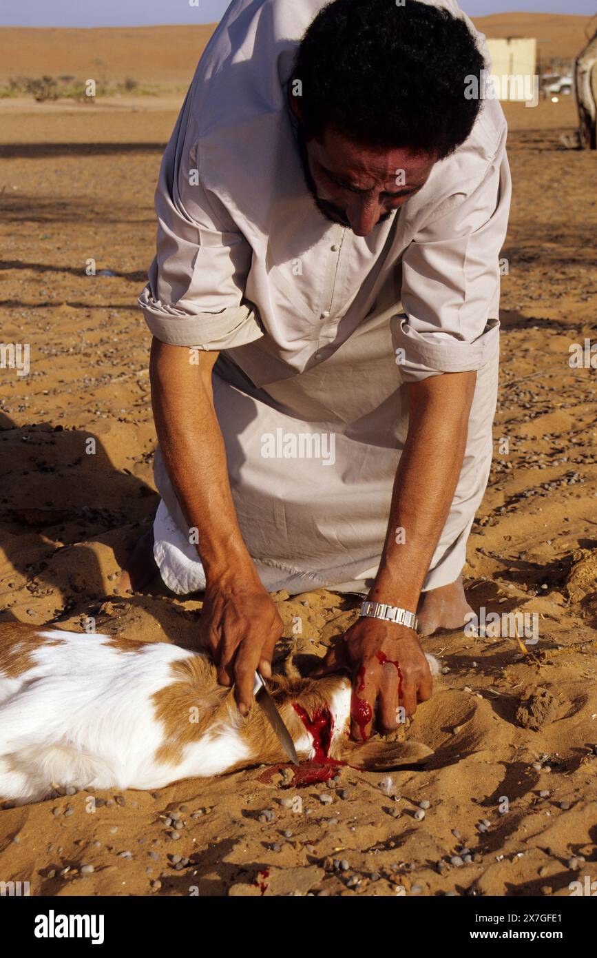 Wahiba Sands, Oman, Arabische Halbinsel, Naher Osten - ein Lamm für Eid al-Adha opfern. Stockfoto