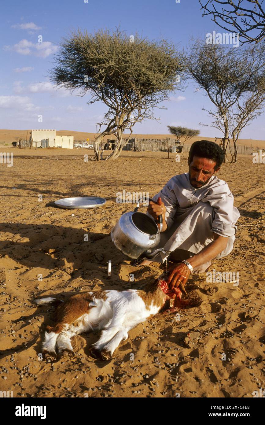 Wahiba Sands, Oman, Arabische Halbinsel, Naher Osten - ein Lamm für Eid al-Adha opfern. Stockfoto