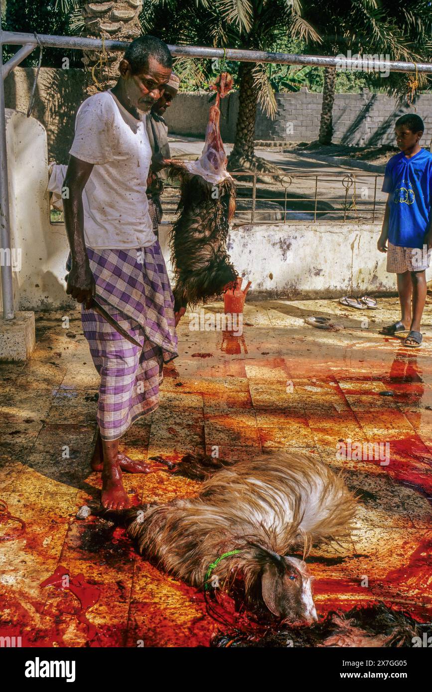Mudayrib, Oman, Arabische Halbinsel, Naher Osten - eine Ziege für Eid al-Adha opfern. Stockfoto