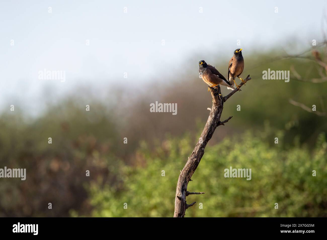 Gewöhnliche Myna oder indische Myna oder Mynah oder Acridotheres tristis Vogelpaar, das auf einem Ast in einem natürlichen, landschaftlich schönen grünen Hintergrund auf einer Wintersafari thront Stockfoto