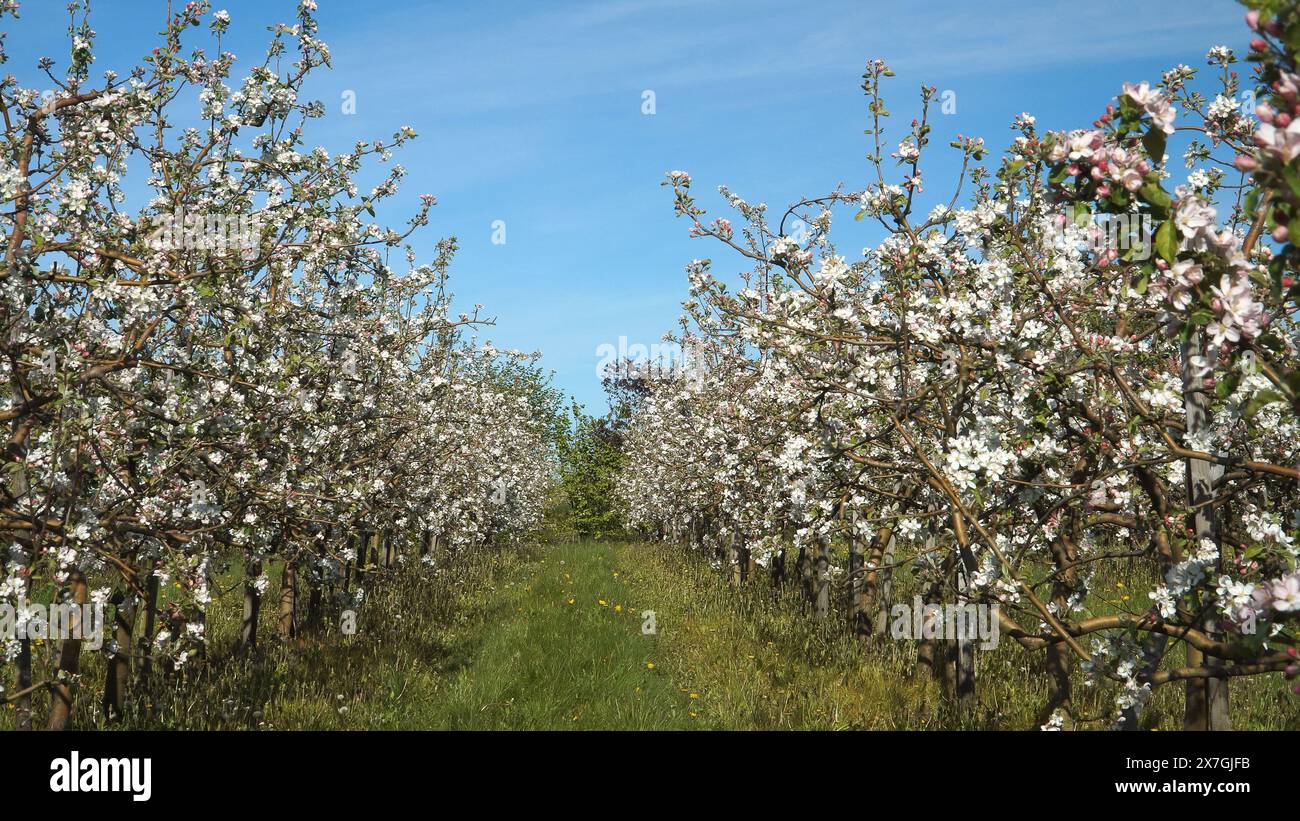 Reihen von blühenden Apfelbäumen - voll blühende Obstbäume mit weißen Blumen und Bienen, die umherfliegen. Gartenlandschaft im Frühling. Stockfoto
