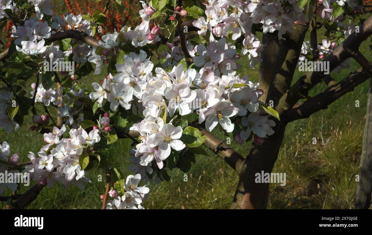 Nahaufnahme blühender Apfelbaumzweige in einem Obstgarten. Die jungen Äste blühen voll mit weißen Blüten und bilden bea Stockfoto